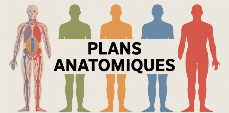 Plan anatomique du corps humain stylisé